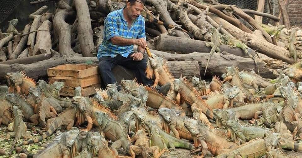 Iguanario Archundia en Manzanillo: qué es, dónde está y por qué visitarlo