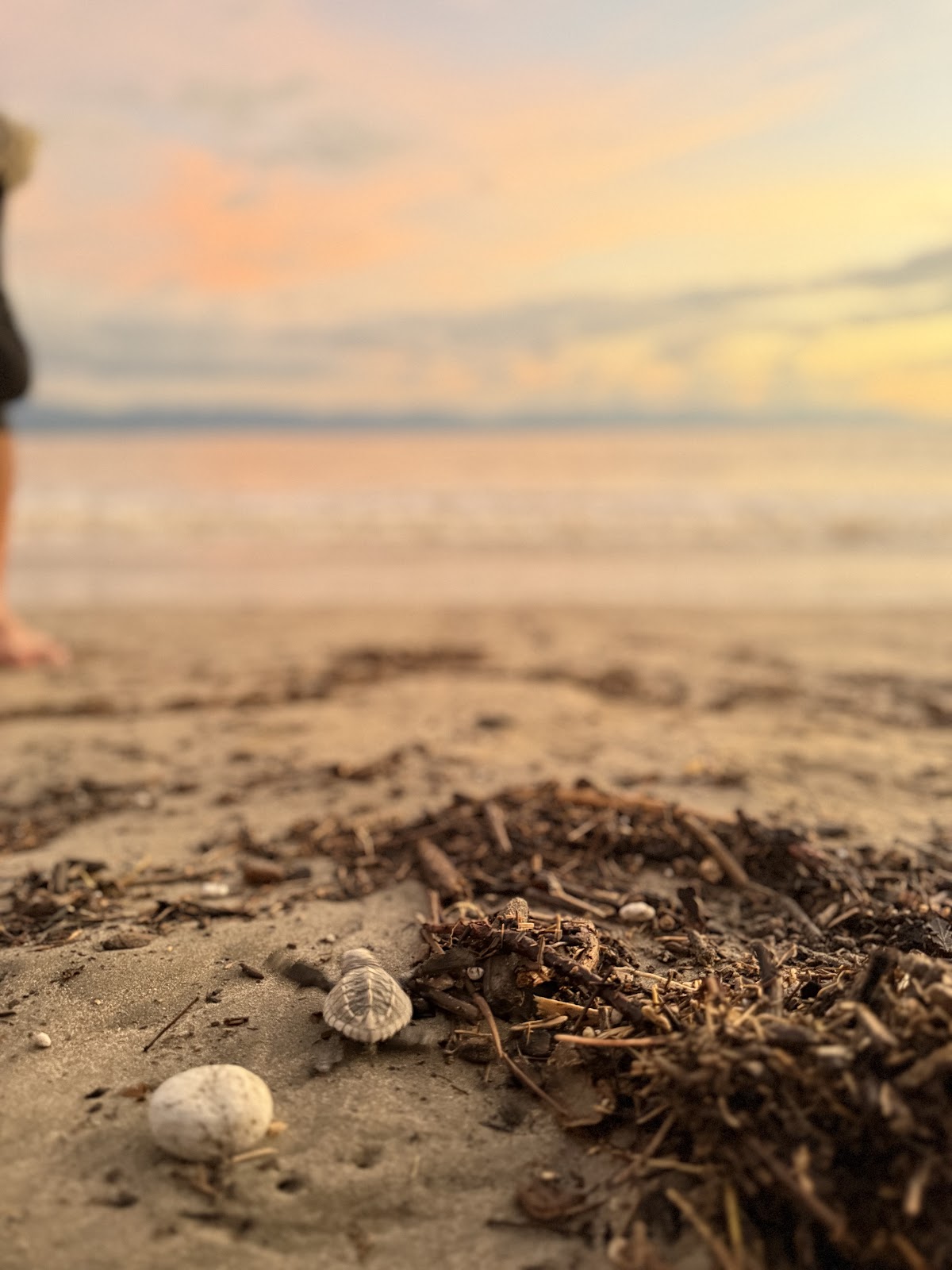 Saving Sea Turtles in Puerto Vallarta